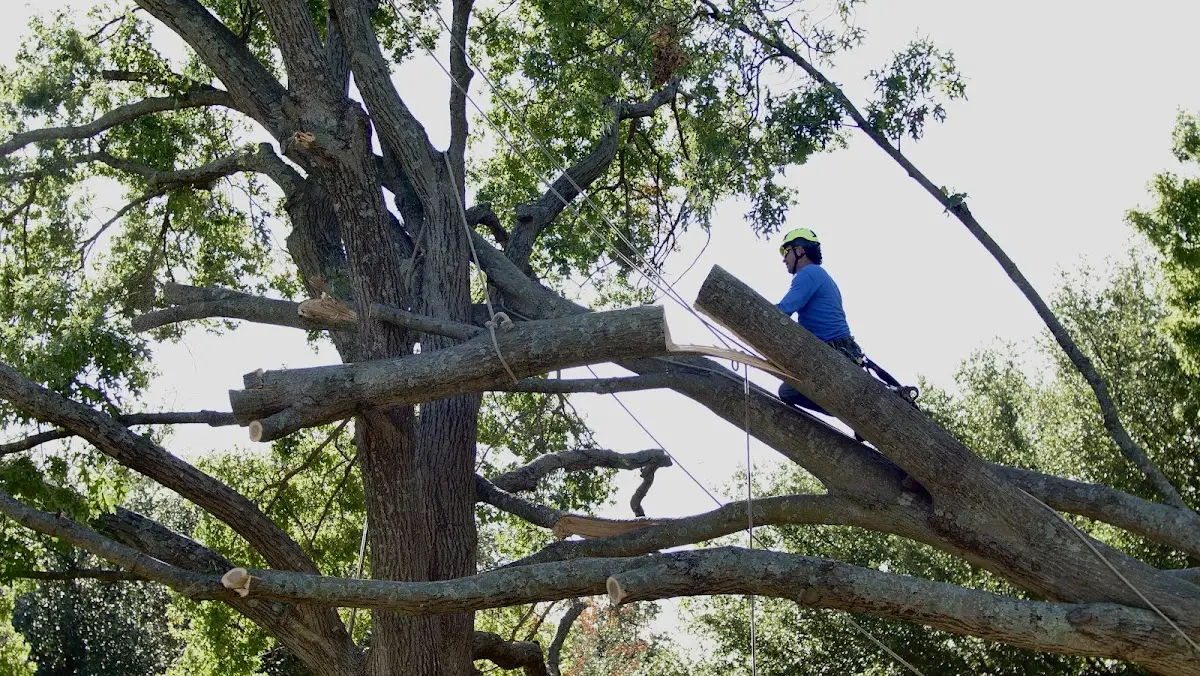 Professional Hazardous Tree Removal performed by certified arborists in Mayer