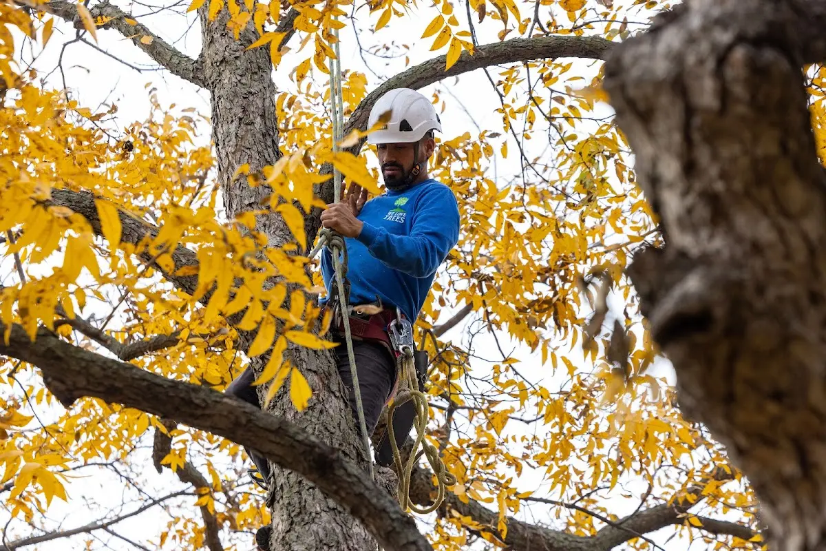 Skilled Tree Trimming crew working in Mayer